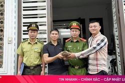 Rùa vàng quý hiếm 'đi lạc' vào nhà dân