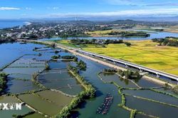 Quảng Ngãi giữ màu xanh rừng ngập mặn, phát triển sinh kế bền vững