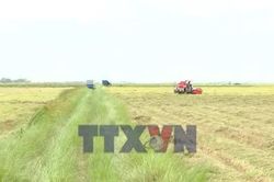 Quảng Trị đẩy nhanh thu hoạch lúa Hè Thu tránh thời tiết bất lợi