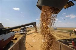 Nga chuyển hướng xuất khẩu ngũ cốc sang vùng Baltic