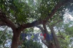 Khu rừng mang tên Bác giữa vùng cát trắng