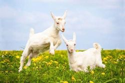 3 con giáp không thích hơn thua, càng sống càng nhẹ lòng