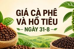Giá cà phê, hồ tiêu ngày 31-8: Đi ngang sau phiên giảm mạnh