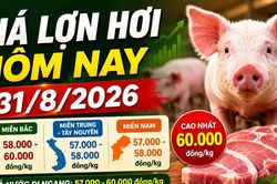 Giá lợn hơi hôm nay 31/8: Chỉ còn 3 địa phương đạt 60.000 đồng/kg