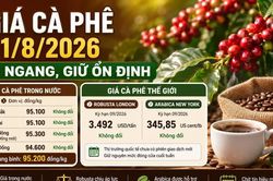 Giá cà phê hôm nay 31/8: Tây Nguyên giữ giá, chờ tín hiệu đầu tuần