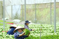 Lâm Đồng tìm 'chìa khóa' tối ưu hóa nguồn thu từ xuất khẩu nông sản chủ lực