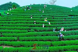 Tân Yên xây dựng chuỗi liên kết phát triển chè bền vững