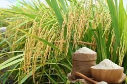 Ngày 31/8: Giá lúa gạo tại Đồng bằng sông Cửu Long ổn định sáng đầu tuần