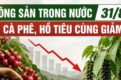 Nông sản trong nước 31/8: Cà phê, hồ tiêu cùng giảm trong tuần