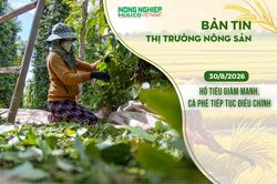 Thị trường nông sản 30/8/2026: Hồ tiêu giảm mạnh, cà phê tiếp tục điều chỉnh