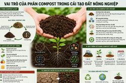 Phân Compost trong cải tạo đất nông nghiệp: Tiếp cận từ góc nhìn chuyên gia