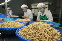 Xuất khẩu một nhóm hạt điều của Việt Nam tăng gần gấp 3