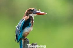 Mùa chim di cư trên những cánh đồng ngoại thành Hà Nội
