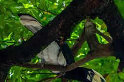 Phát hiện đàn chim quý hiếm gần trụ sở thành phố Quảng Ninh