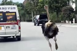 Clip đà điểu 'phi' trên quốc lộ ở Quảng Ninh, ô tô phải né tránh