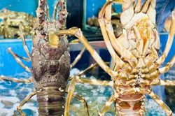 Trung Quốc chi hơn 20 tỷ USD mua tôm, cá: Việt Nam có 2 mặt hàng đứng top đầu