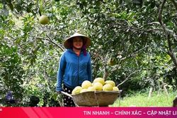 Bưởi Phúc Trạch đắt khách, nhà vườn tất bật 'chạy đơn' ngày lễ Quốc khánh