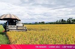 Lúa hữu cơ được giá, nông dân Gia Hanh phấn khởi