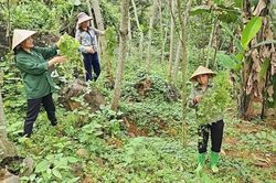 Cây dược liệu đánh thức tiềm năng kinh tế vùng núi xứ Thanh
