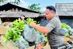 Cấp 450 nghìn cây giống cà phê, mắc ca cho người dân Mường Ảng