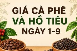 Ngày 1-9, giá cà phê tăng 400 đồng/kg, hồ tiêu đi ngang