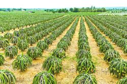 Nguồn nguyên liệu cho thị trường toàn cầu