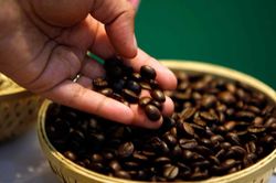 Giá cà phê hôm nay 1/9: Arabica giảm nhẹ khi nguồn cung Brazil cải thiện