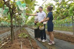 Nâng giá trị nông sản từ sản xuất an toàn