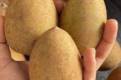 Loại quả mọc bờ rào xưa chín rụng đầy nay thành đặc sản giá 45.000 đ/kg, trồng một lần thu hoạch nhiều năm, tốt cho sức khỏe