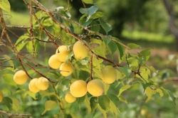 Loại quả xưa chín rụng đầy nay thành đặc sản nổi tiếng giá 70.000 đ/kg, trồng một lần thu hoạch nhiều năm, tốt cho sức khỏe