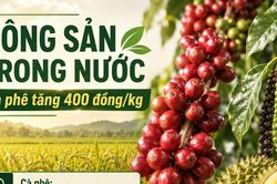 Nông sản trong nước 1/9: Cà phê tăng 400 đồng/kg, hồ tiêu giữ giá