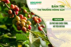 Thị trường nông sản 1/9/2026: Cà phê đảo chiều tăng, hồ tiêu giữ giá