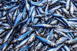Loại cá quen thuộc giá rẻ giàu omega-3 không kém cá hồi
