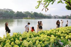 Vườn cẩm tú cầu 'hot' nhất Hà Nội dịp 2/9