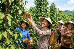 Giá hồ tiêu hôm nay 2.9.2026: Đi ngang, cao nhất 137.000 đồng/kg