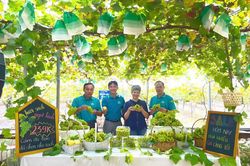 Nho sữa bén rễ vùng ven đô