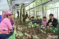 Bộ đội Biên phòng gieo sinh kế dưới tán rừng biên giới
