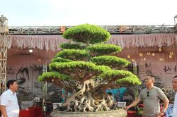 Những 'cụ sanh' trăm tuổi, giá tiền tỷ tại triển lãm cây cảnh mừng Quốc khánh