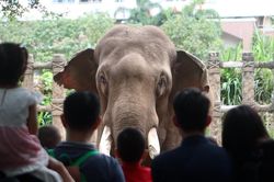 Dòng người 'tranh nhau' cho thú ăn ở Thảo Cầm Viên trong ngày Quốc khánh 2/9