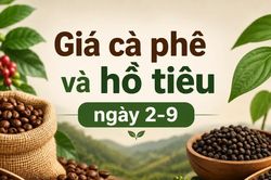 Ngày 2-9: Cà phê vừa tăng đã đứng giá, hồ tiêu tiếp tục ổn định