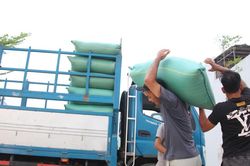 Gia Lai: Mưa rào gây khó khăn cho việc thu hoạch lúa Hè Thu