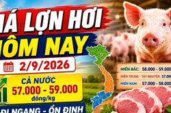 Giá lợn hơi hôm nay 2/9/2026: 34 địa phương đồng loạt giữ giá