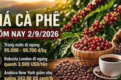 Giá cà phê hôm nay 2/9/2026 đi ngang, cao nhất 95.700 đồng/kg