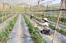 Công nghệ tiếp sức tăng trưởng