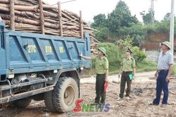 Tăng cường quản lý cơ sở chế biến lâm sản