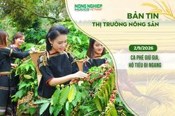 Thị trường nông sản 2/9/2026: Cà phê giữ giá, hồ tiêu đi ngang