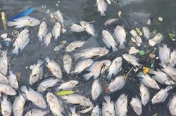 Cá chết hàng loạt ở hồ Bồng Sơn - Hà Tĩnh