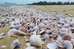 Ngao t&iacute;m chết h&agrave;ng loạt dạt v&agrave;o bờ biển H&agrave; Tĩnh