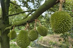 Tin vui cho người trồng sầu riêng