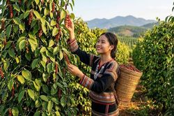 Giá hồ tiêu hôm nay 3.9.2026 giữ vùng 135.000–137.000 đồng/kg